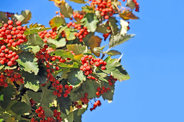 Hawthorn (Crataegus monogyna) with berries over blue sky background