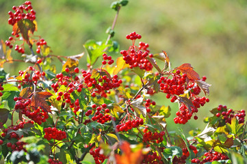 Some ripe viburnum on branch, DOF