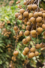 A bunch of longan