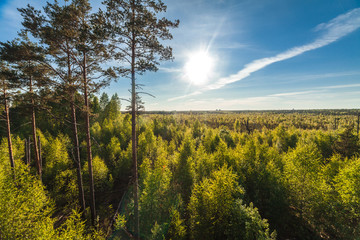 Pine forest landscape