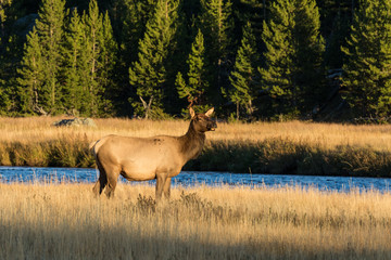 Obraz na płótnie Canvas Cow Elk