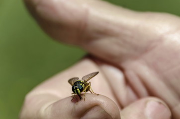 Close up of wasp on the hand, Zheleznitsa village, Sofia region, Bulgaria