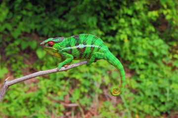 Chameleon sitting on branch