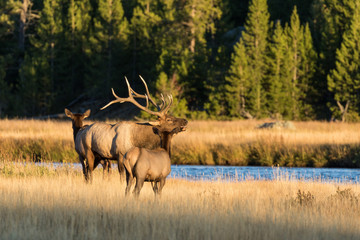Fototapeta premium Bull Elk Bugling in the Rut