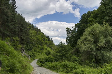 Panorama of ecological path through a  green summer forest, Vitosha mountain, Bulgaria  