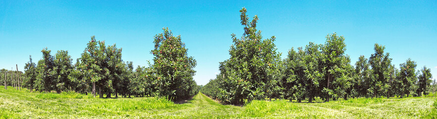 Obstplantage - Panorama
