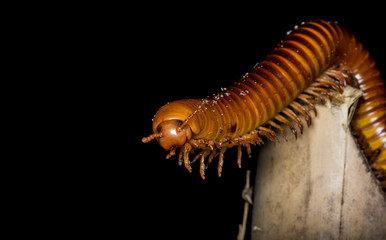 close up of the millipede walking