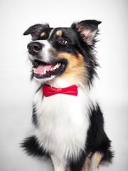 lustiger Hund mit roter Fliege