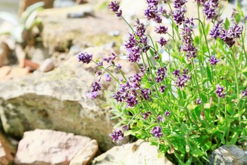Lavendel und Steine