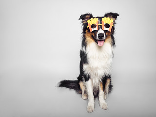 lustiger Hund mit Pommesbrille
