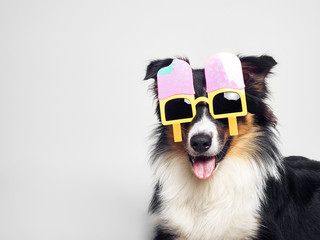 Lustiger Hund mit Eisbrille