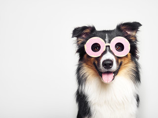 Hund witzig mit Donut Brille Kostüm