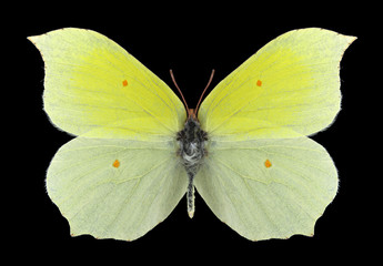 Butterfly Gonepteryx aspasia (male) on a black background