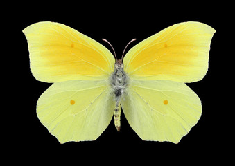 Butterfly Gonepteryx aspasia (female) on a black background
