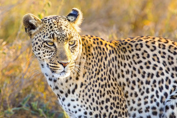 African leopard at the great plains of Serengeti