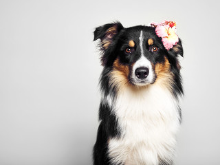 lustiger Hund mit Blume