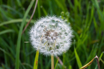 Fototapeta premium Одуванчик