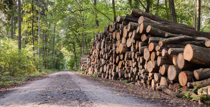Waldweg mit gestapelten Baumstämmen, Forstwirtschaft