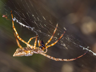 Spider eating insect