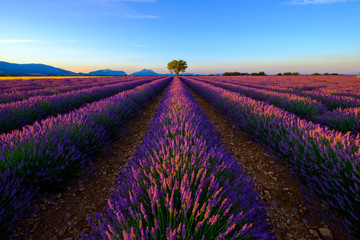 Obraz na płótnie Canvas Tree in lavender field at sunset in Provence, France