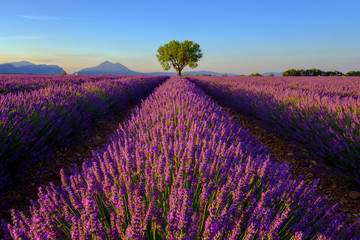 Fototapeta na wymiar Tree in lavender field at sunset in Provence, France