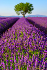Fototapeta na wymiar Lavender field at plateau Valensole, Provence, France. Focus to the foreground