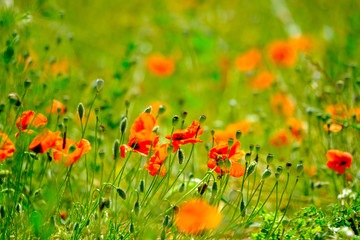 Poppy meadow at summer time