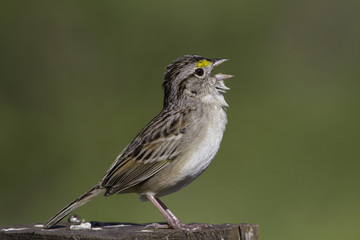 aves