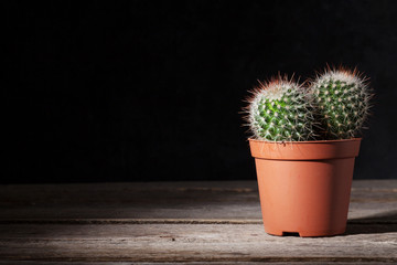 Cactus in front of dark wall