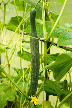 Cucumber in greenhouse