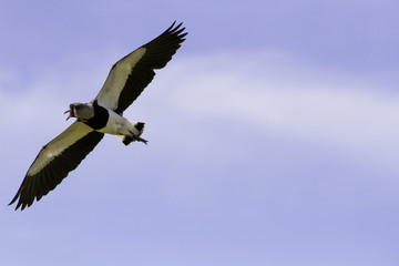 aves pájaros 