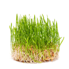 young wheat green sprouts on a white background