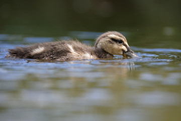 Mallard, Duck, Anas platyrhynchos - Nestling.