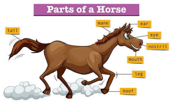 Diagram showing parts of horse