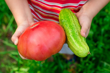 hand holding a cucumber tomato