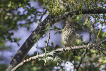 aves pájaros 