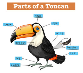 Diagram showing parts of toucan © blueringmedia