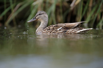 Mallard, Duck, Anas platyrhynchos - female.