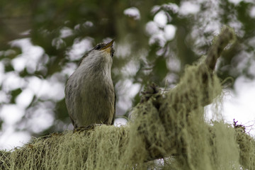 aves pájaros 
