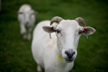 Naklejka na ściany i meble A sheep in Wales