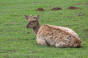 Deer without a horn lying on the grass. Animals