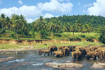 Fototapeta na wymiar Pinnawala Elephant Orphanage. Many elephants bathing in the river. Sri Lanka beautiful landscape of the jungle and of elephants in the river. View of the jungle with palm trees and blue sky.