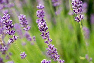 Lavender flowers. Calmness and relaxation.
