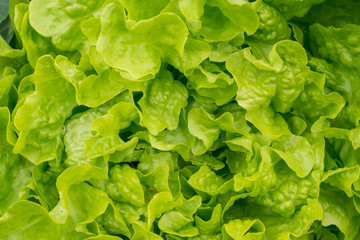 Top view on fresh green lettuce salad. Healthy food.