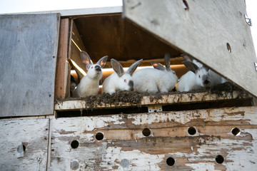 Beautiful white rabbits