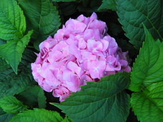 Przepiękny kwiat ogrodowy © fotograf111