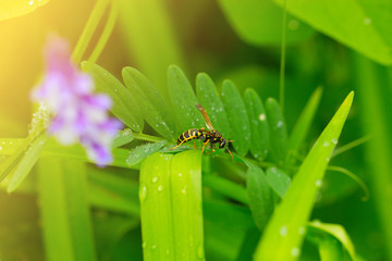 wasp on a green leaf. Macro shot of a Wasp sitting on the end of