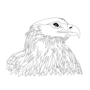 Graphical hand-drawn eagle, hawk, falcon. Vector.