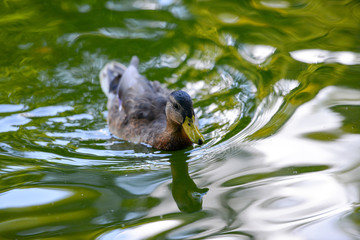 Schwimmende Enten