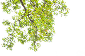 Fototapeta premium green leaves isolated on white background